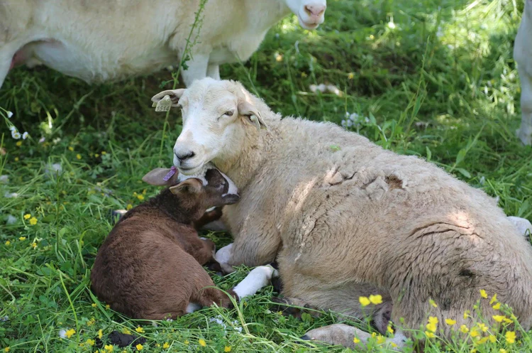 Lamb