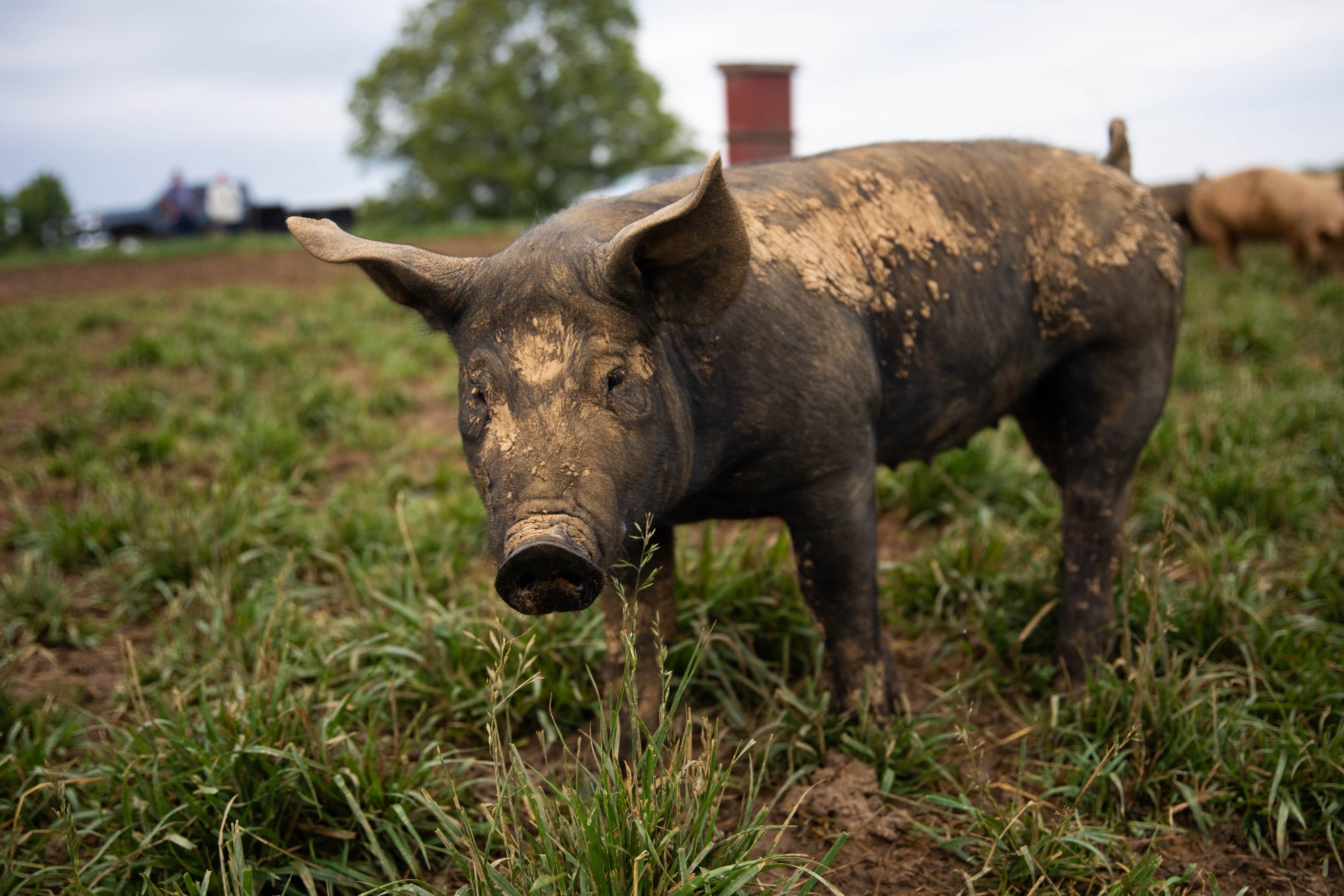 Pork